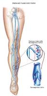 vein valve diagram